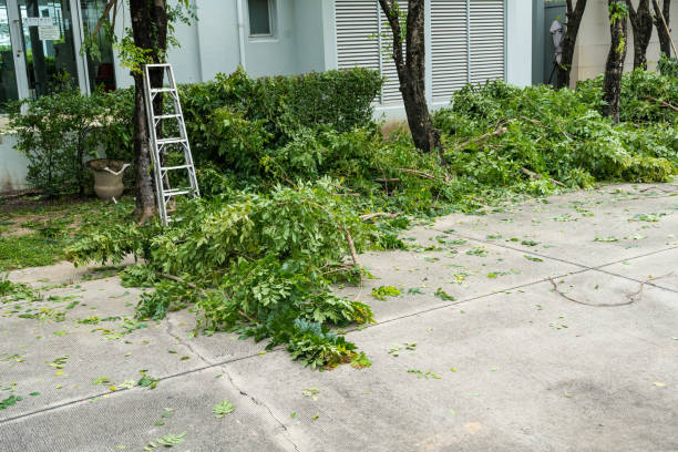 How Our Tree Care Process Works  in East Bronson, FL