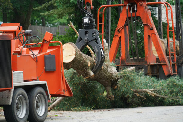 Best Fruit Tree Pruning  in East Bronson, FL